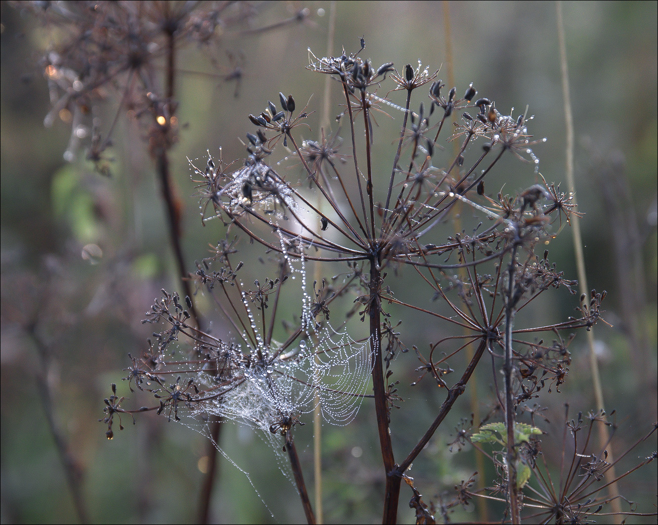 Горичник, адамово ребро, гирча, боярская шапка