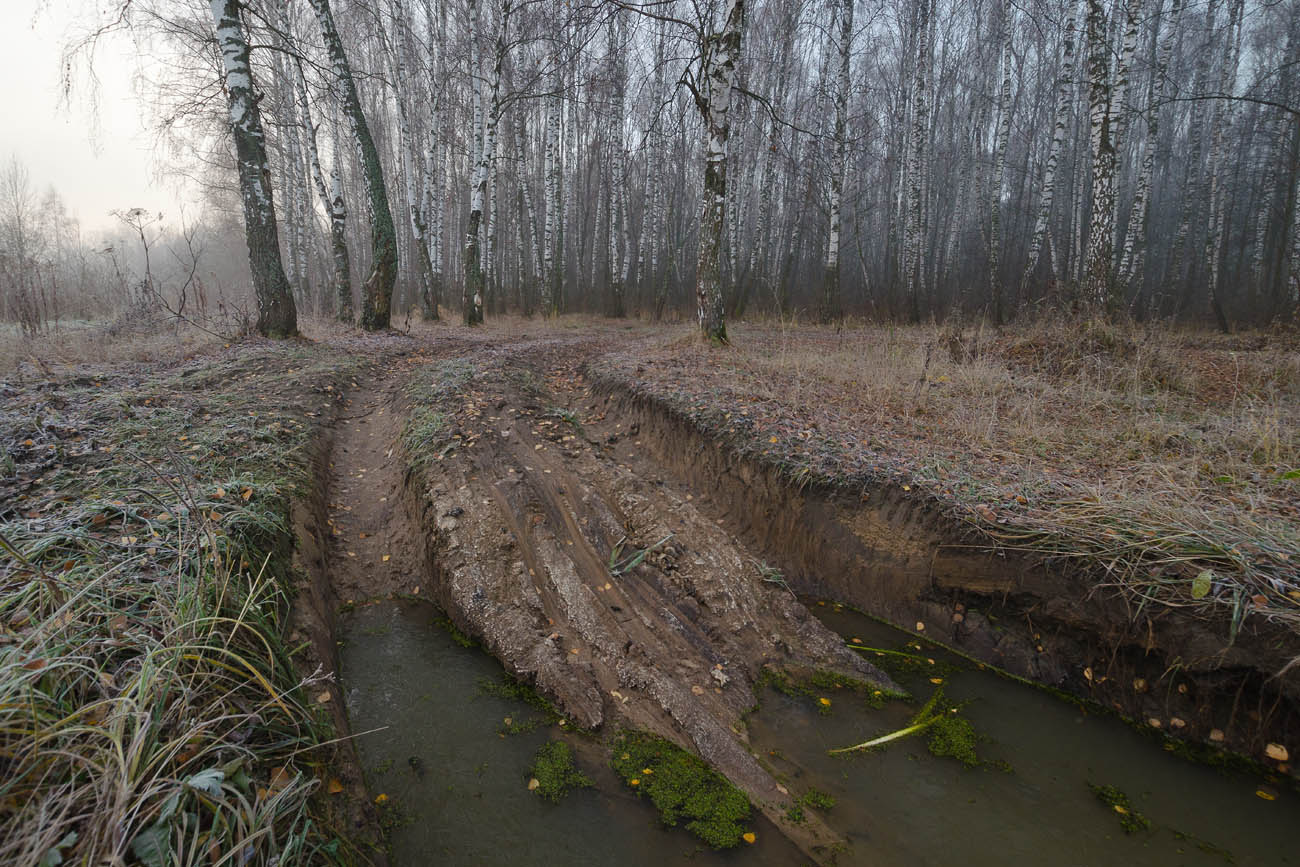 У берёзовой рощи
