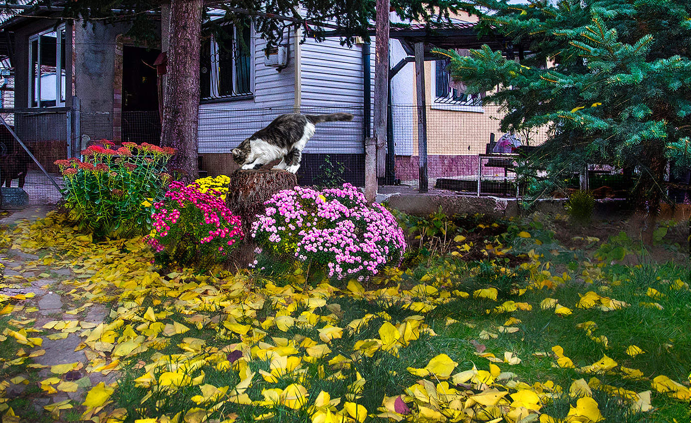 Во саду-ли, в огороде..