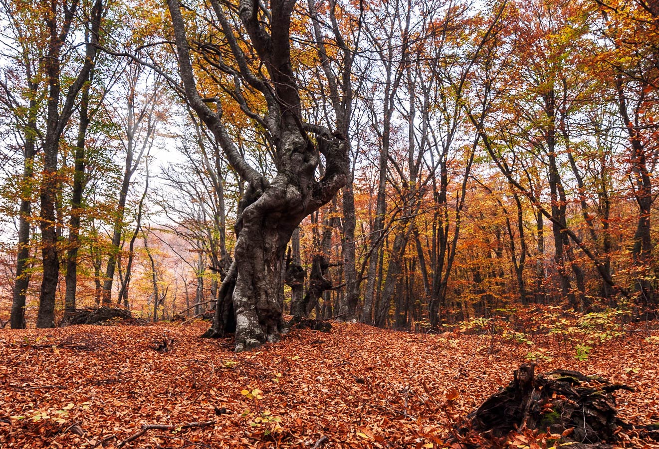 Игра в ассоциации
