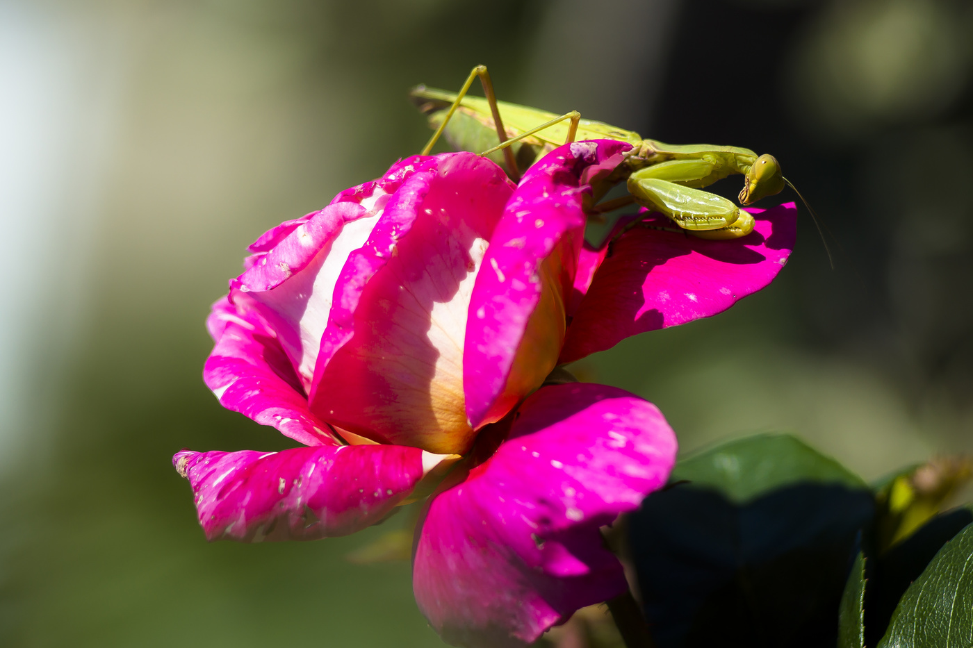 Сладкий сон