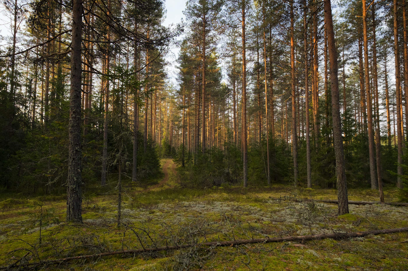 Золото солнечного луча в сосновом лесу