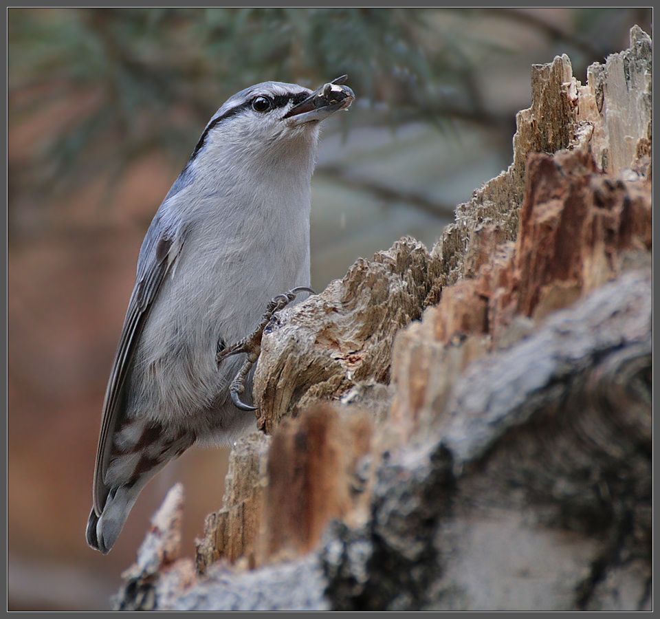 В осеннем лесу