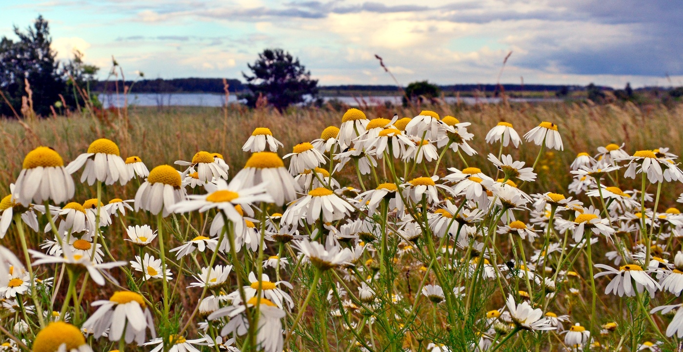 Ромашковый луг