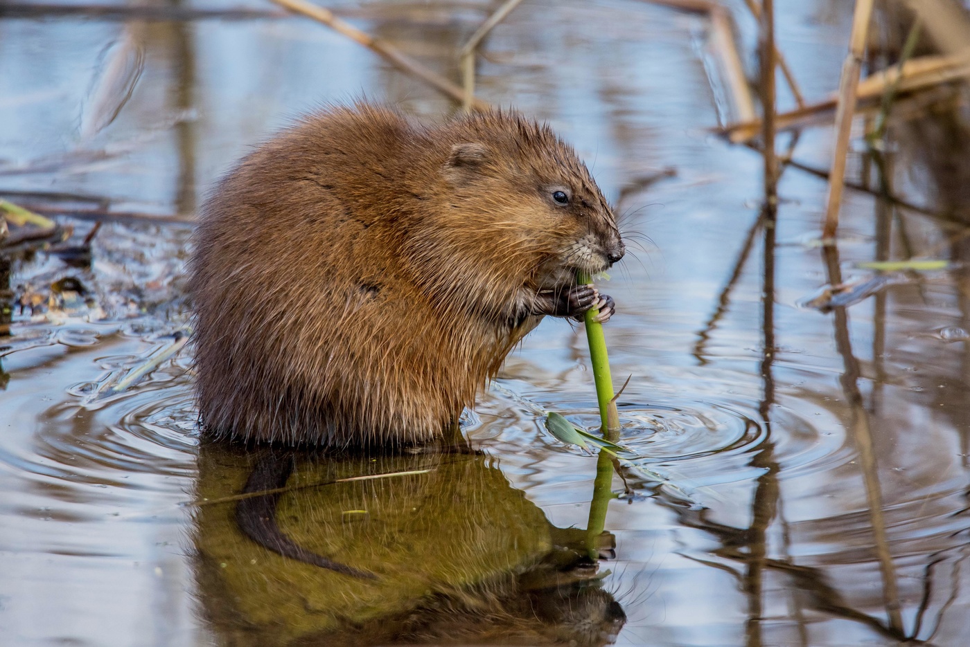ондатра за трапезой