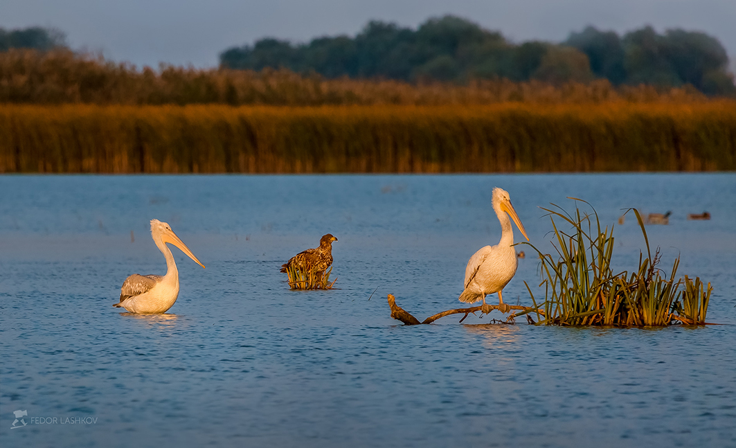 Троица – пеликаны и орлан