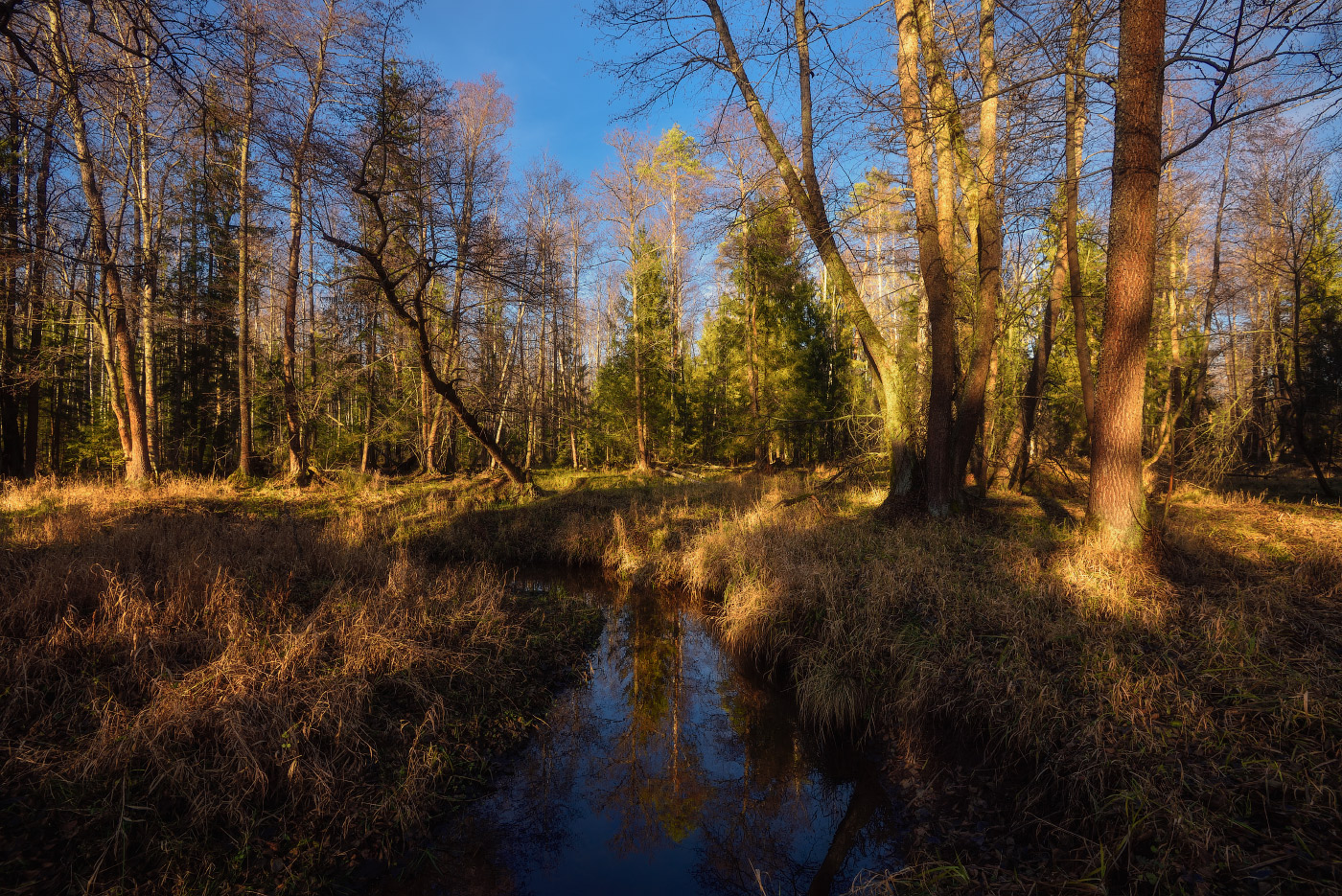 ноябрьский лес