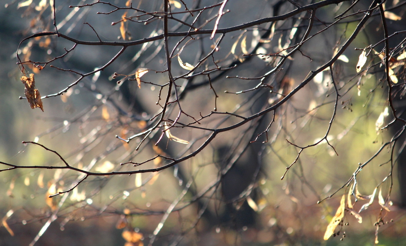 Осенняя прозрачность