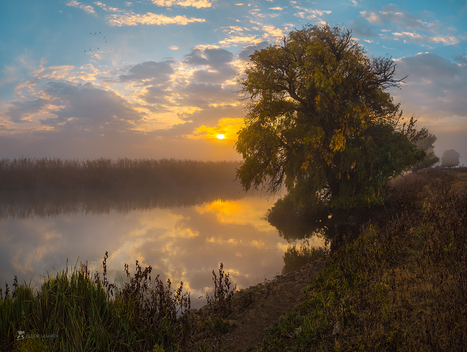 Ива на рассвете