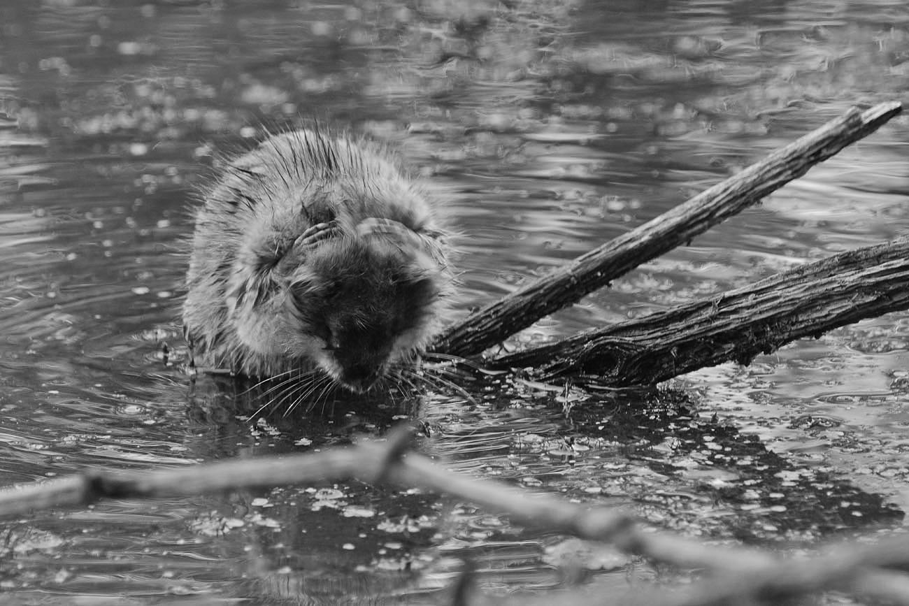 Кручинушка