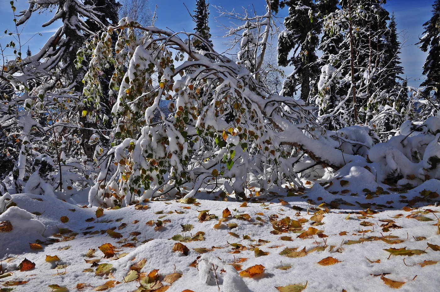 Зимняя осень