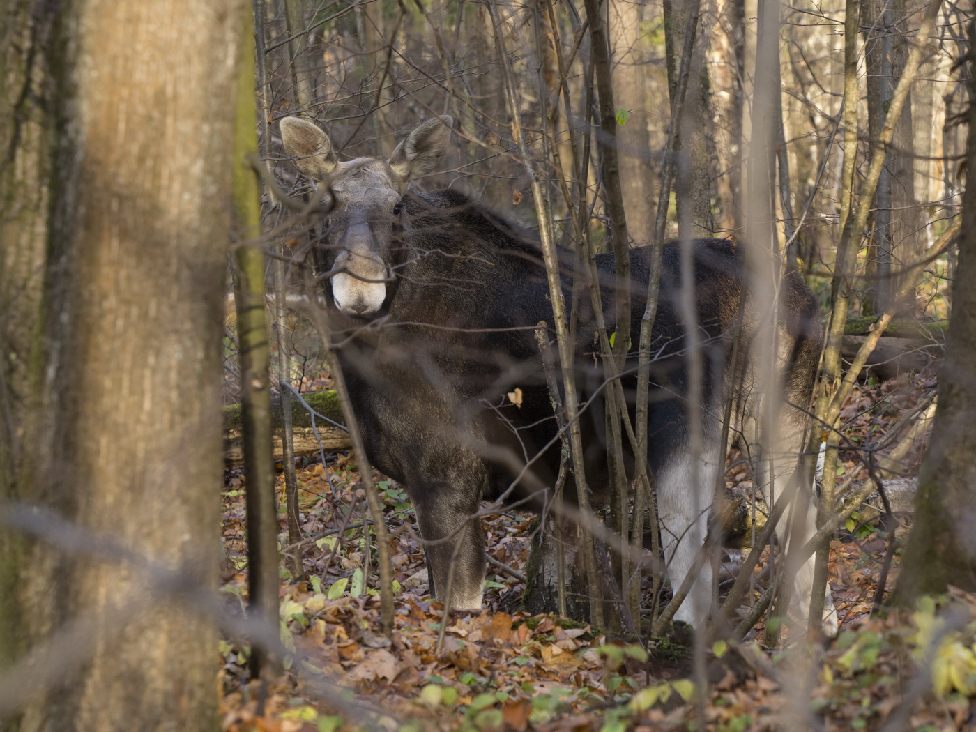 Тонущая в листве.