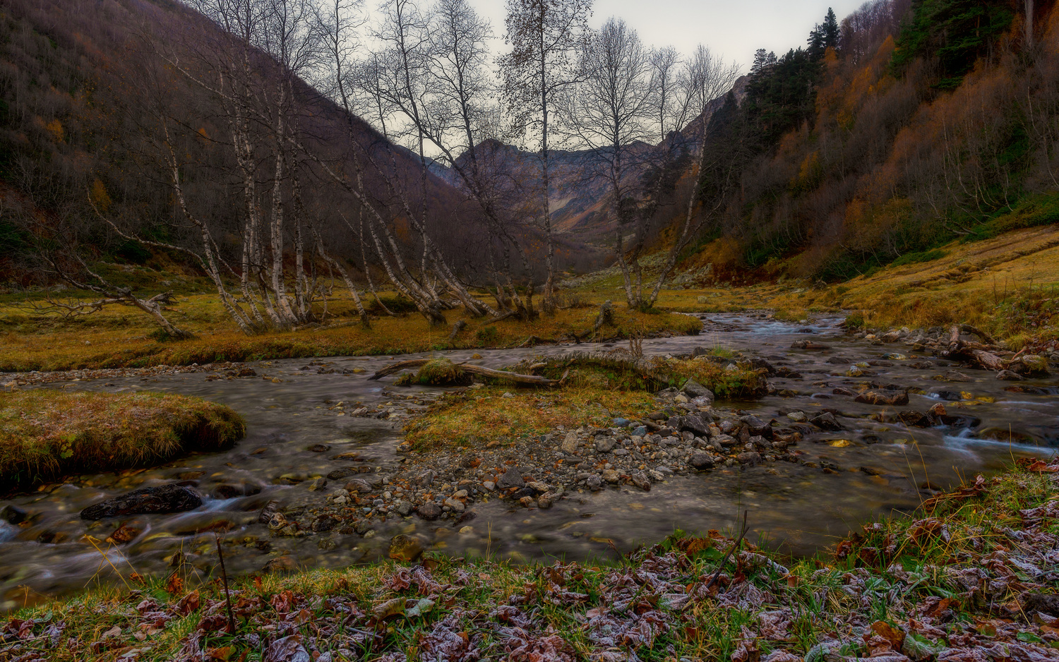 Хоровод берёзок ранним холодным утром у реки