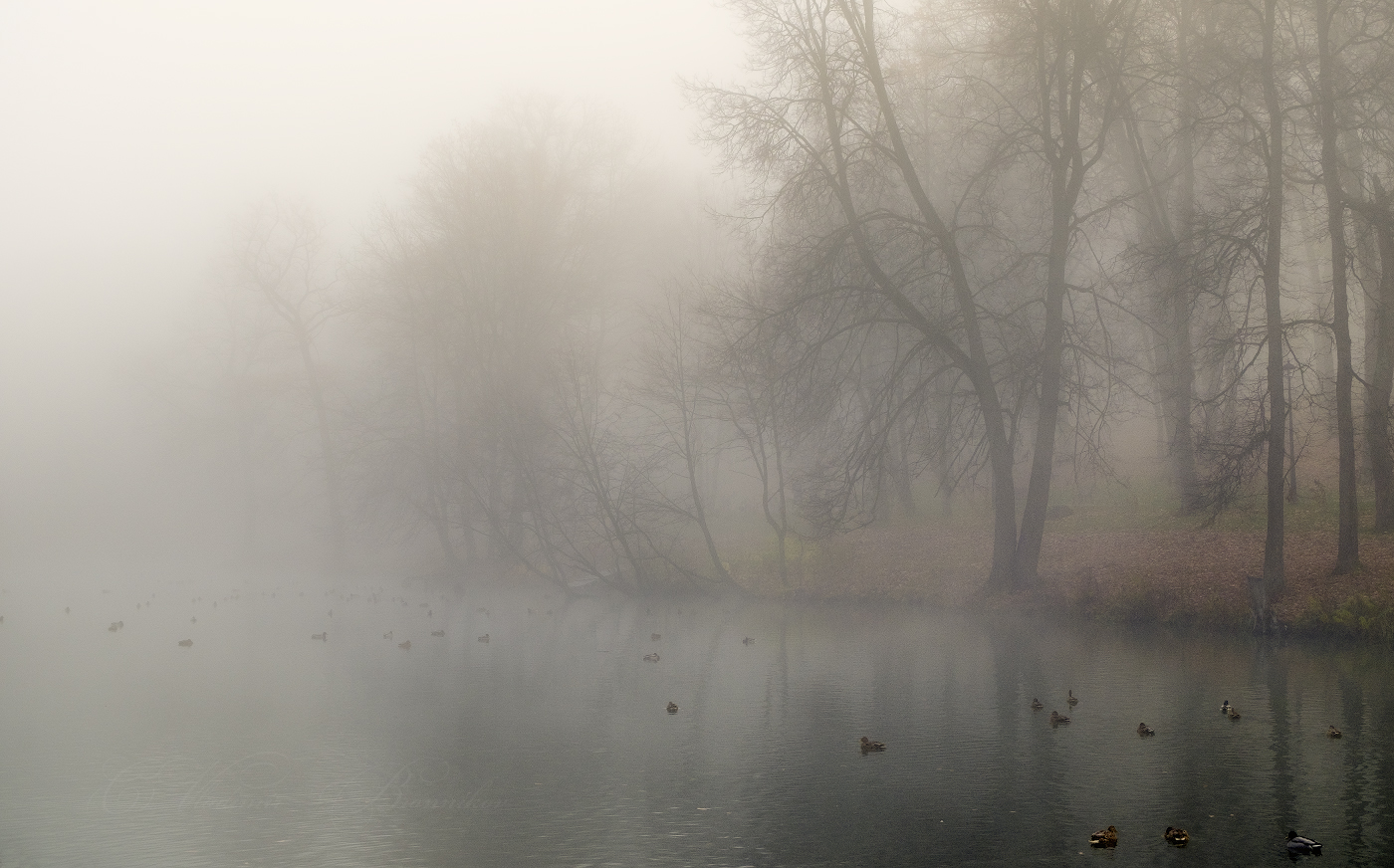 Неперелетные птицы