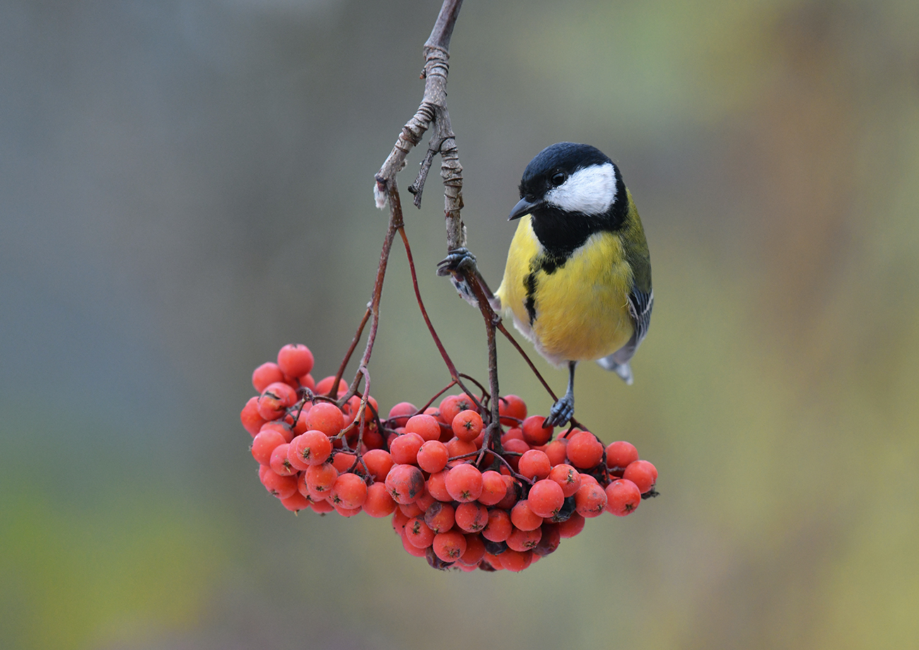 Осенняя зарисовка.