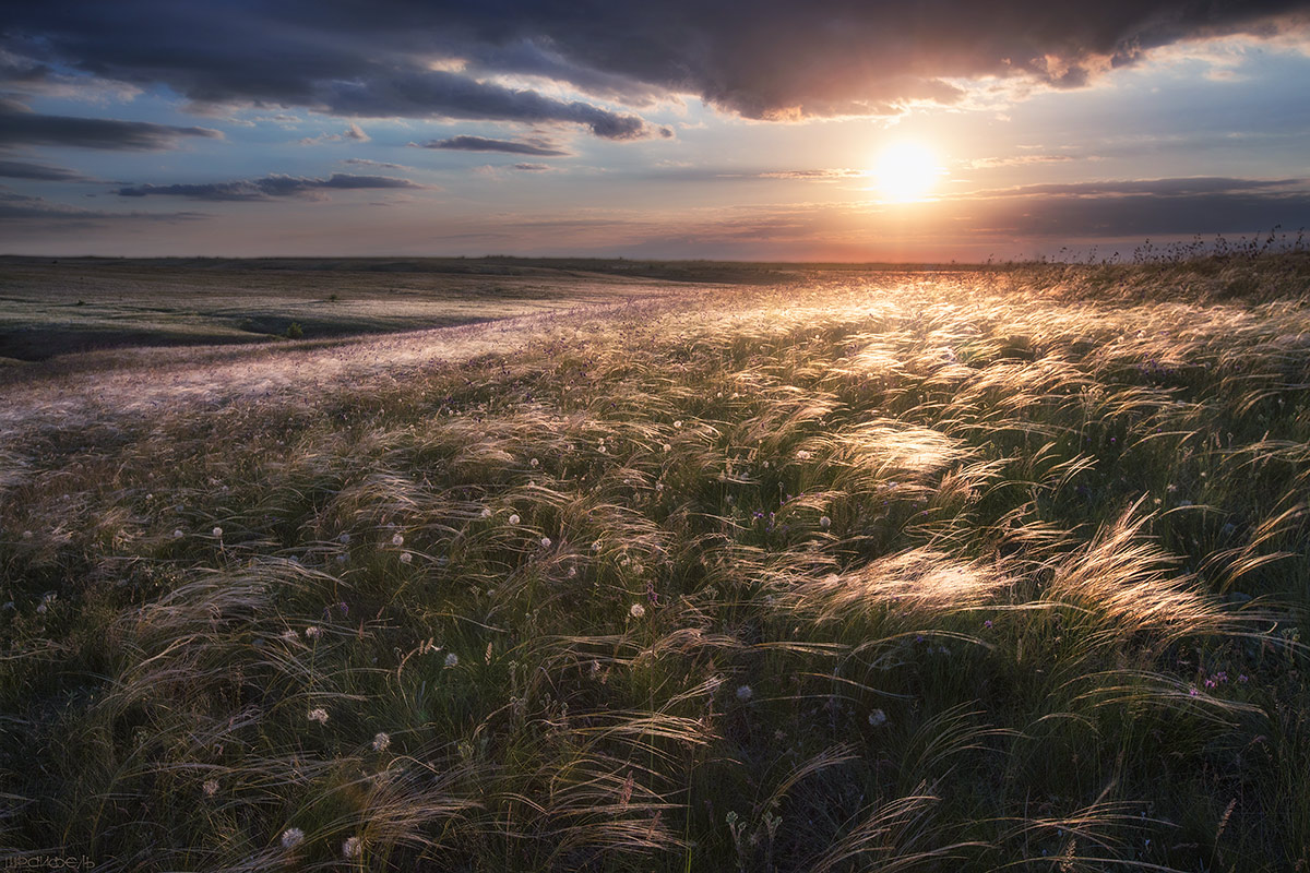 Ковыль до горизонта