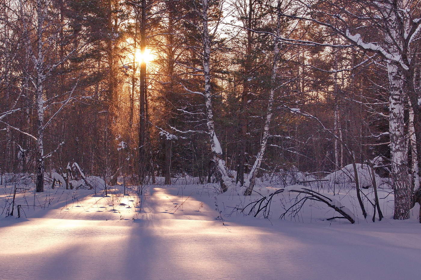 Вечер в лесу.