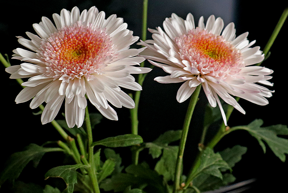 Хризантемы к ДР