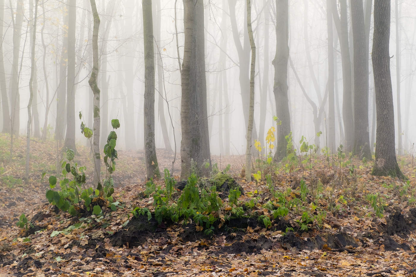 Зелёный привет поздней осени