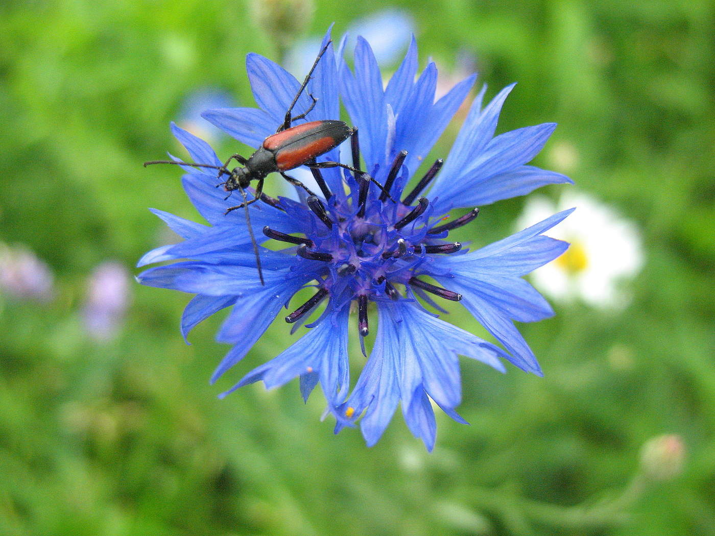 Василёк и жучок.
