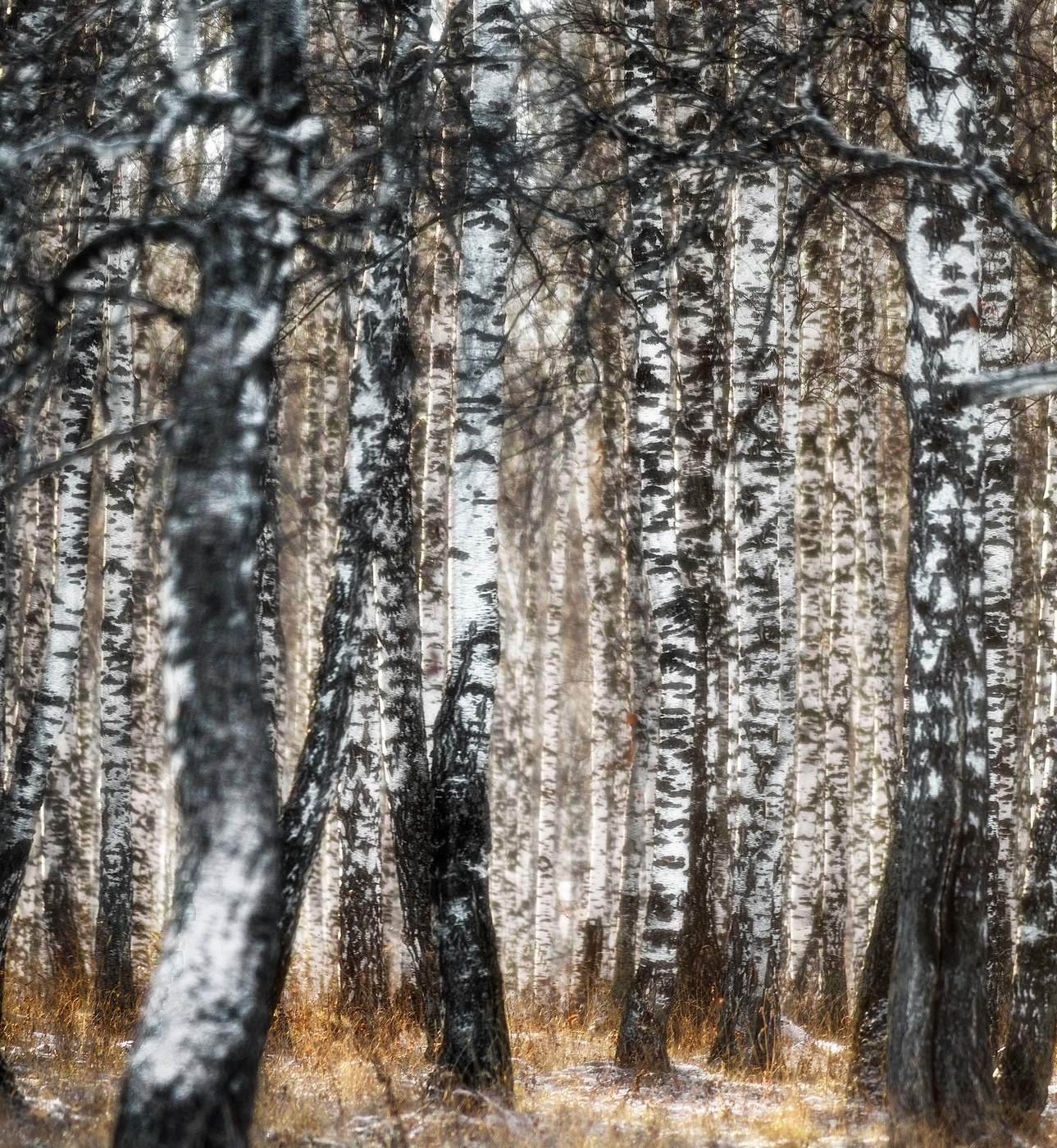 Берёзы России