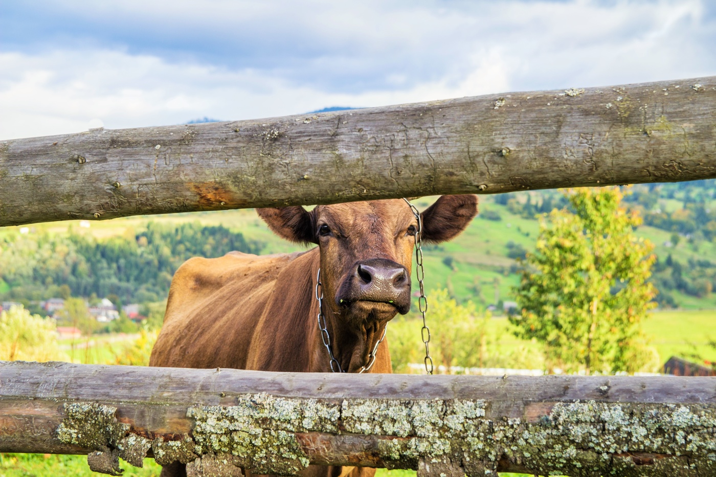 Карпатская красавица