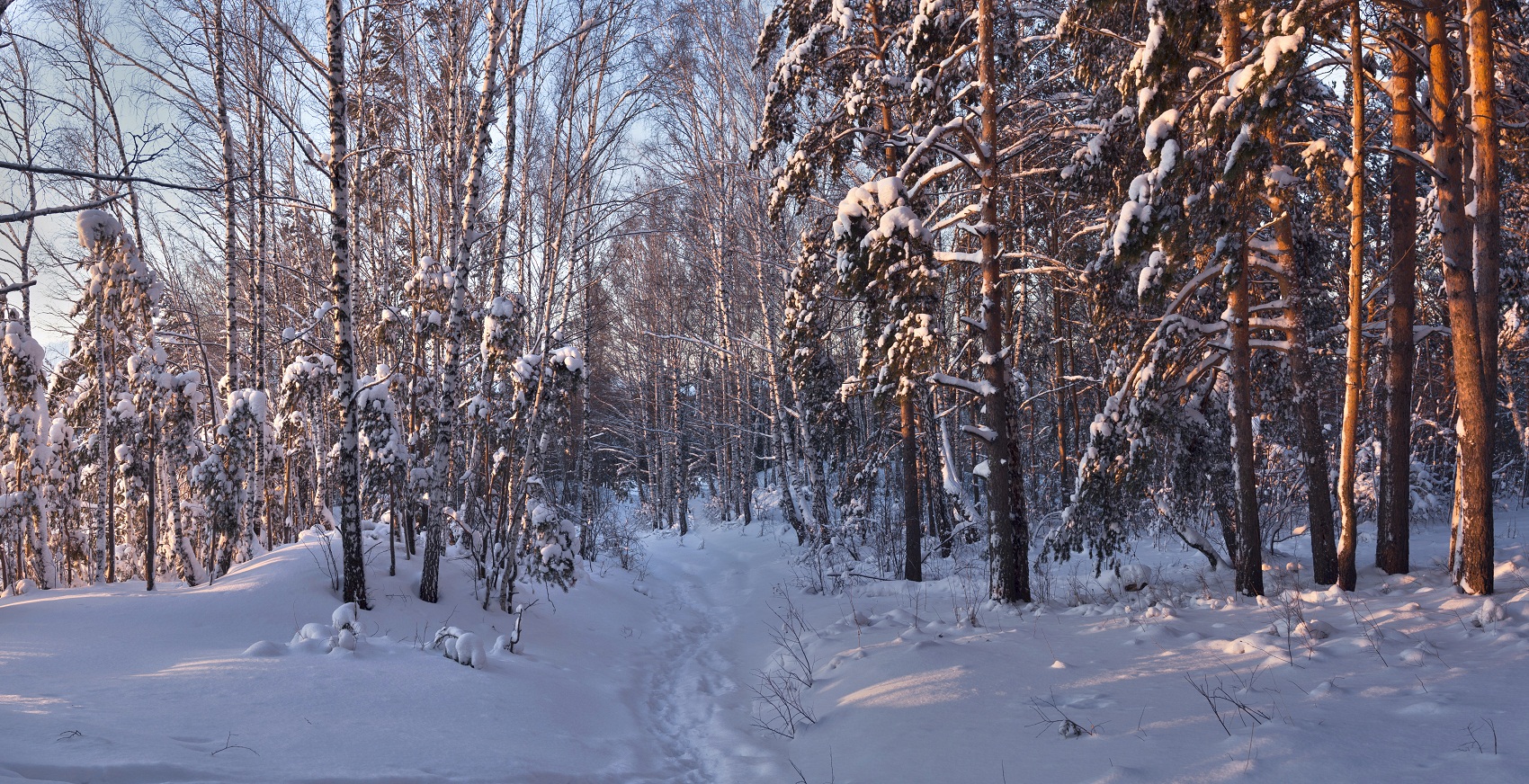 Утренний лес.