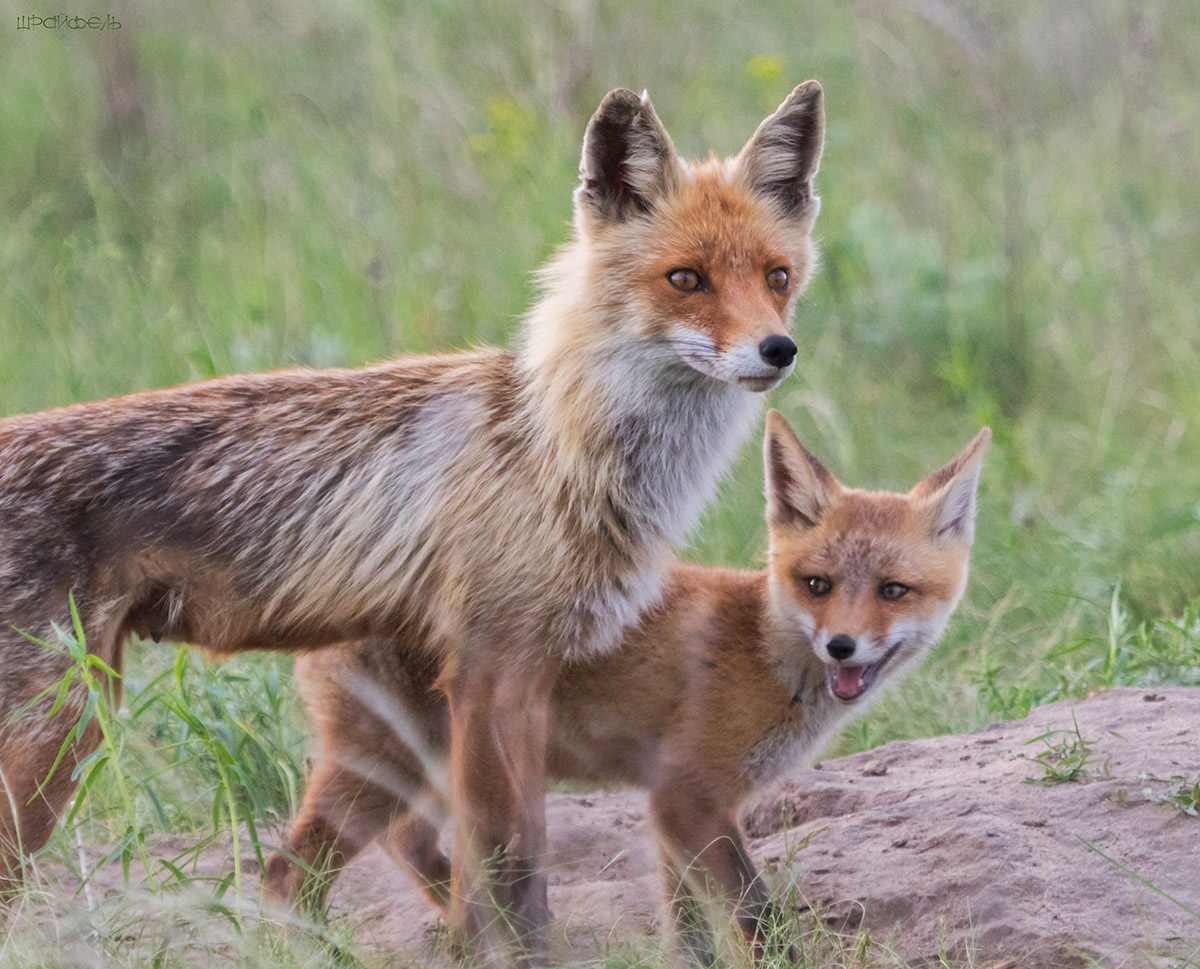 С мамой не так страшно