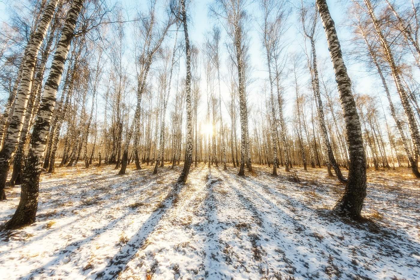 Берёзовый лес