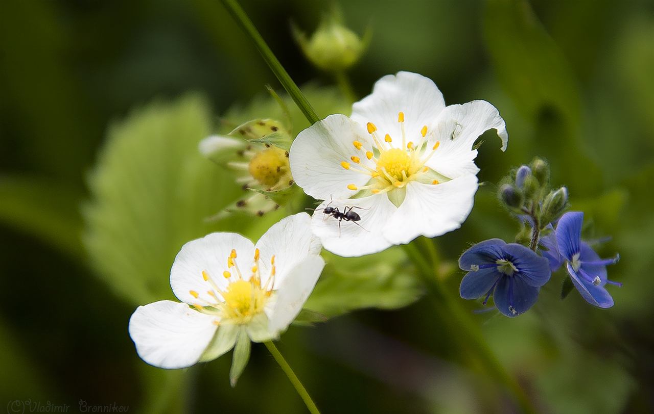 Муравей за работой