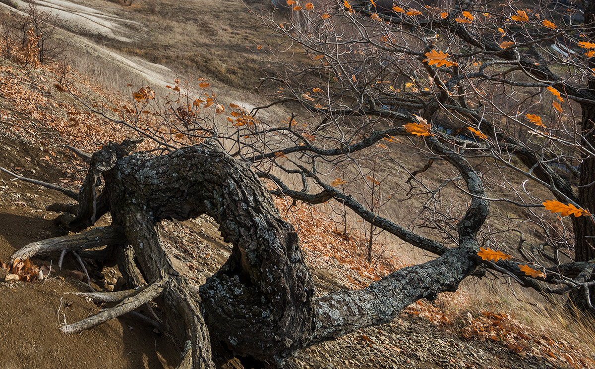 Предзимье...