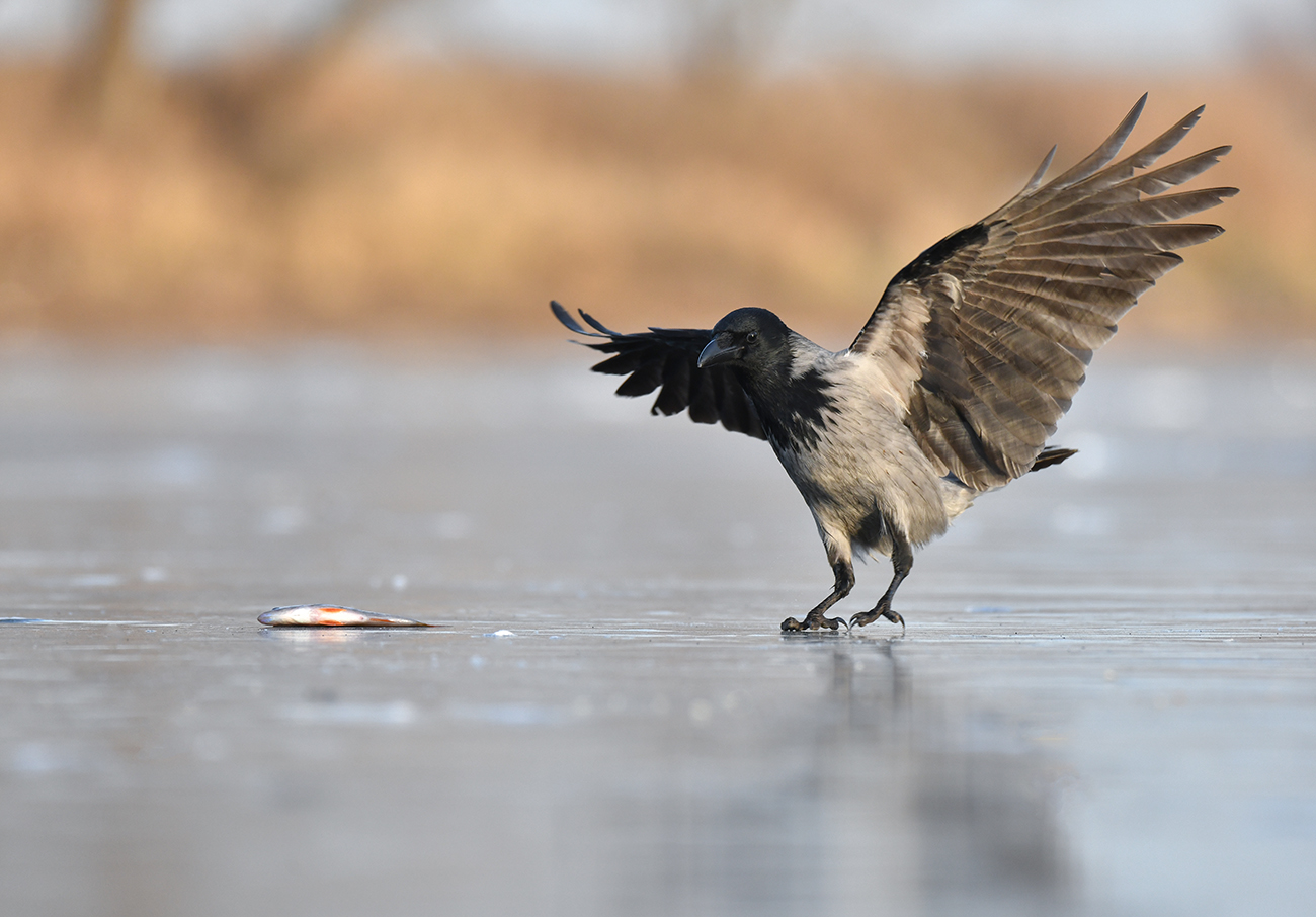 " Вороне где то..."