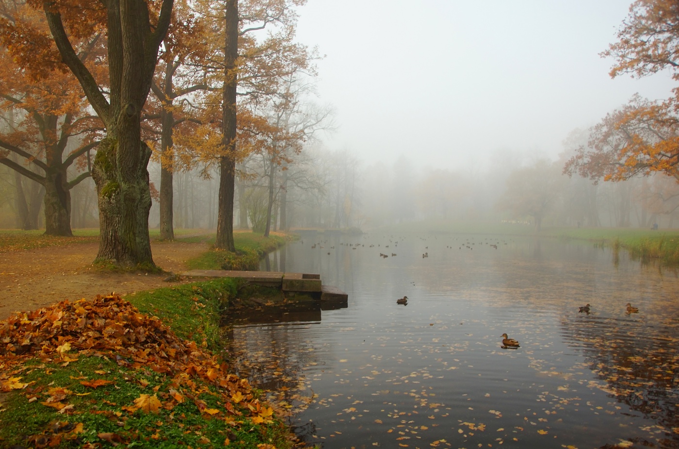 Утро у пруда...