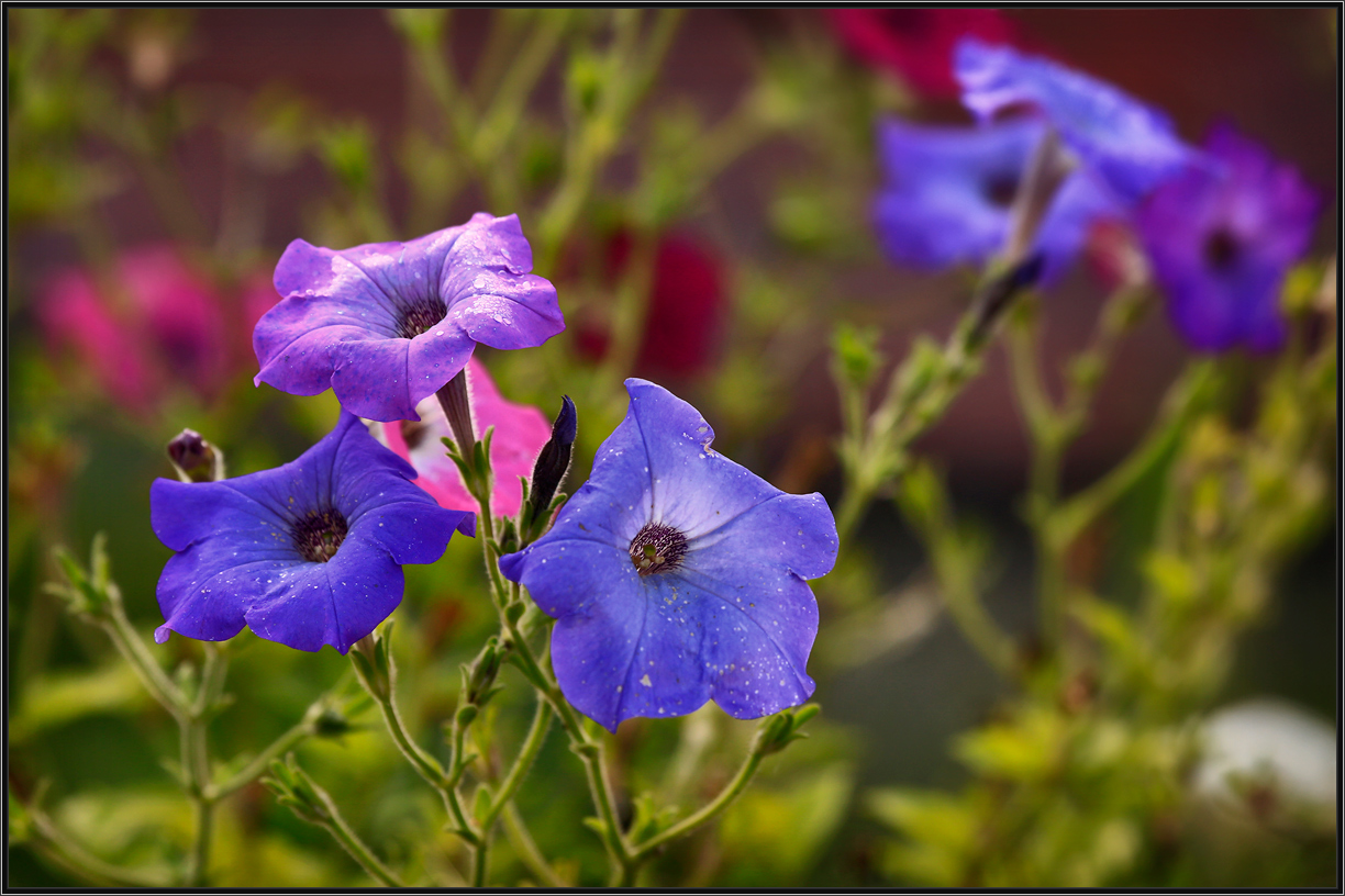 Без названия