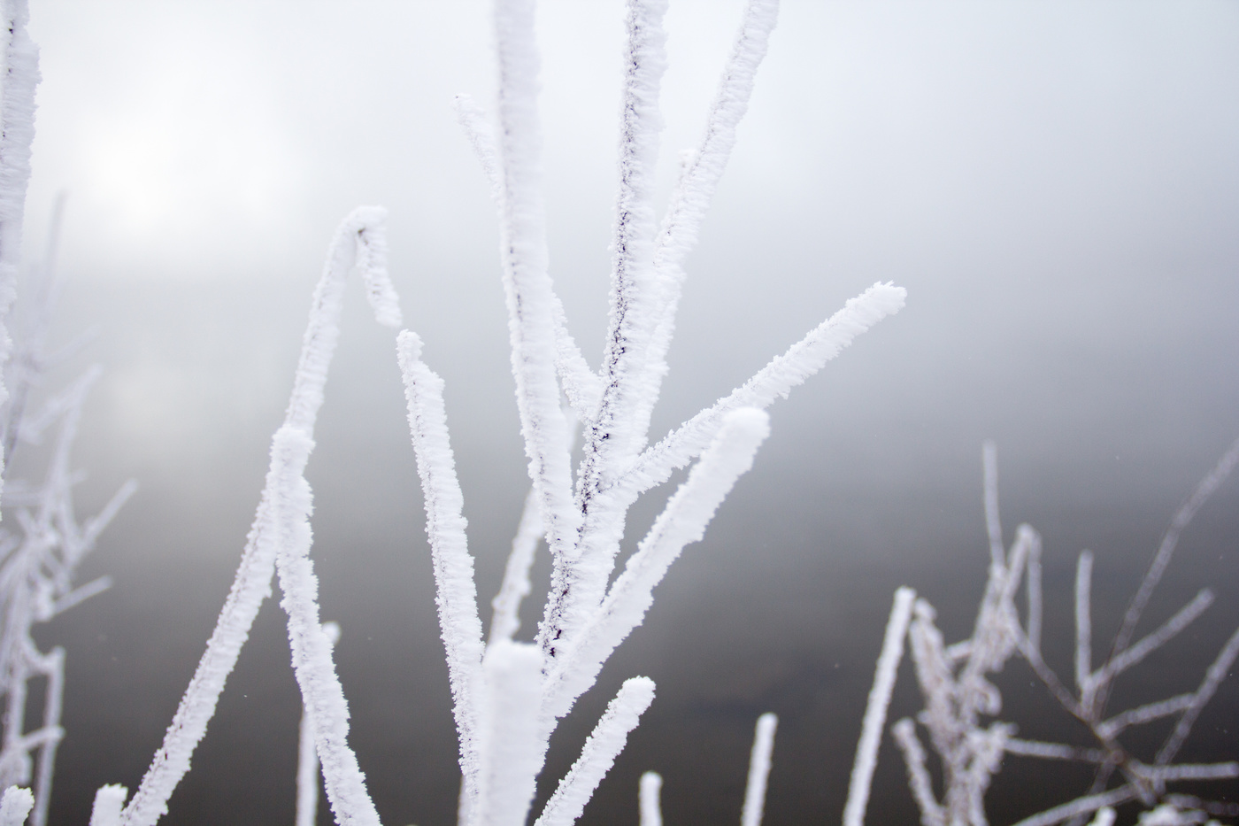 Зарисовки зимней природы.