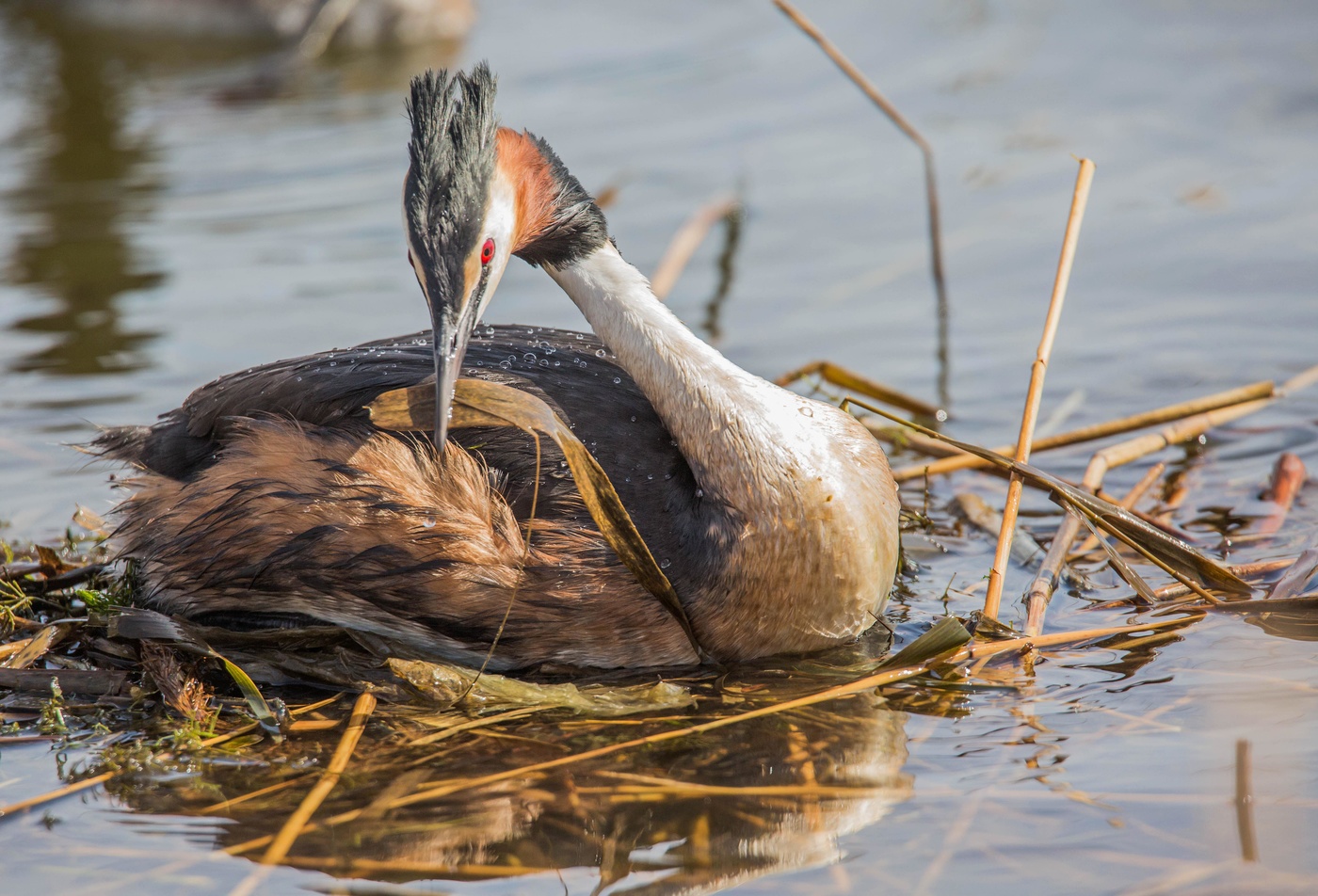 Большая поганка(чомга)