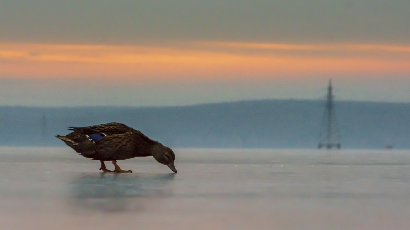 По первому льду