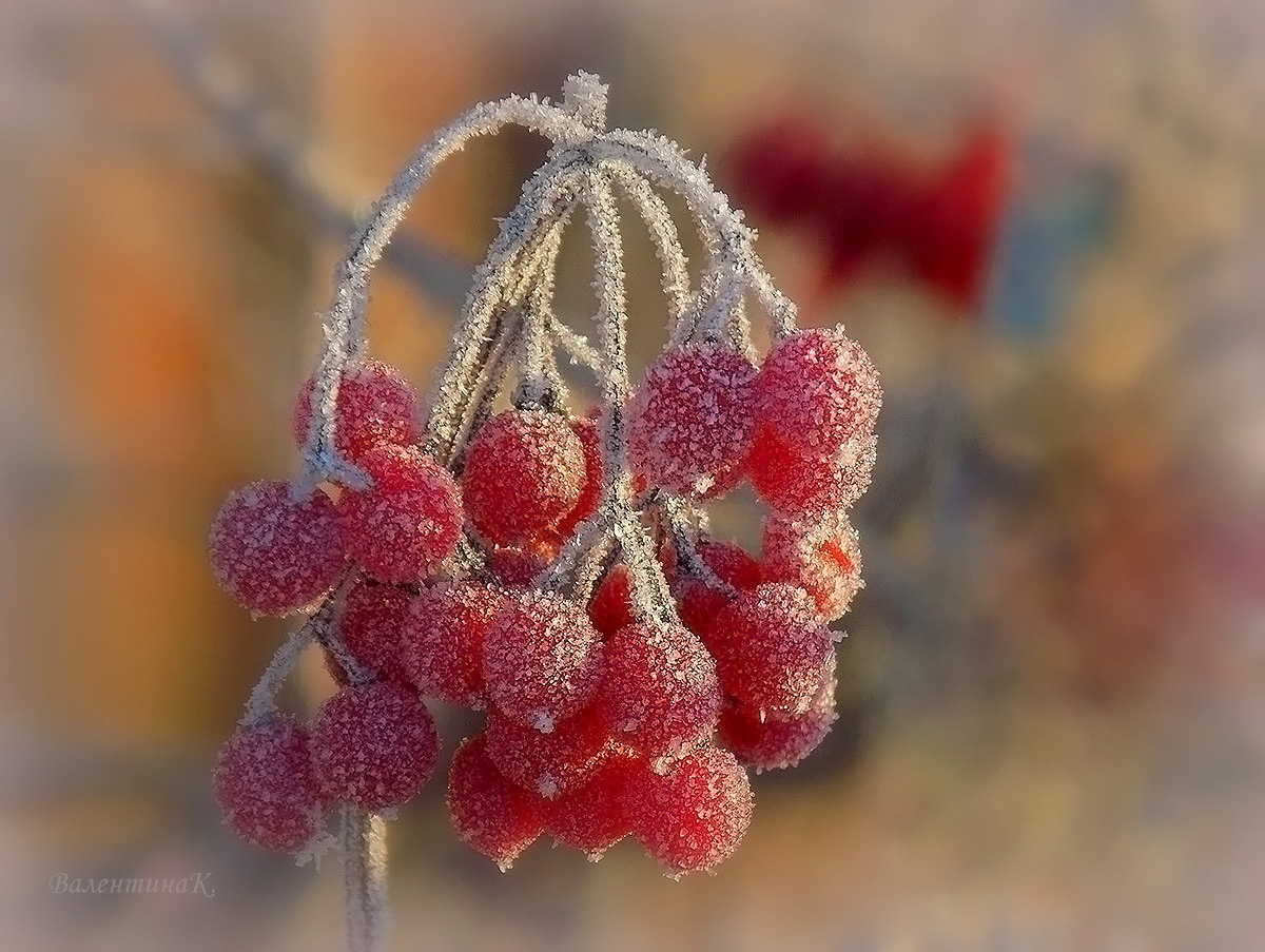 Мороз посахарил...