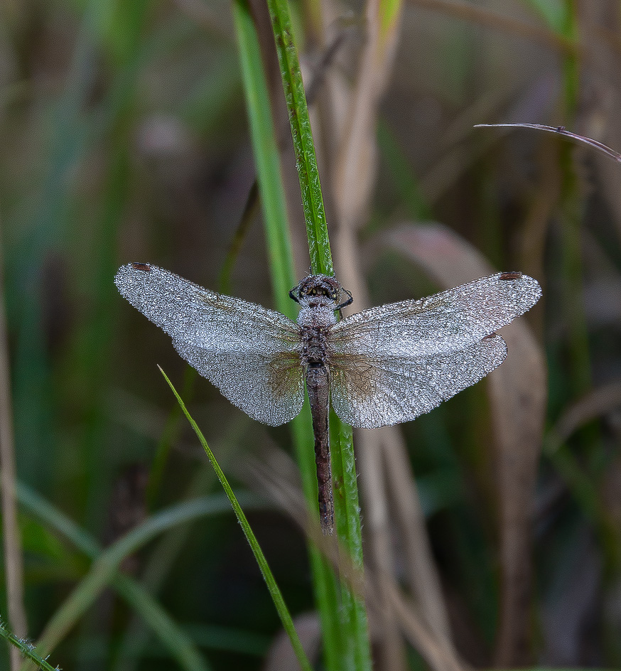 мимо проходил