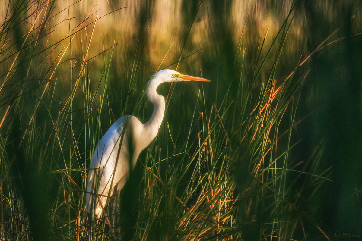 За стеной камыша
