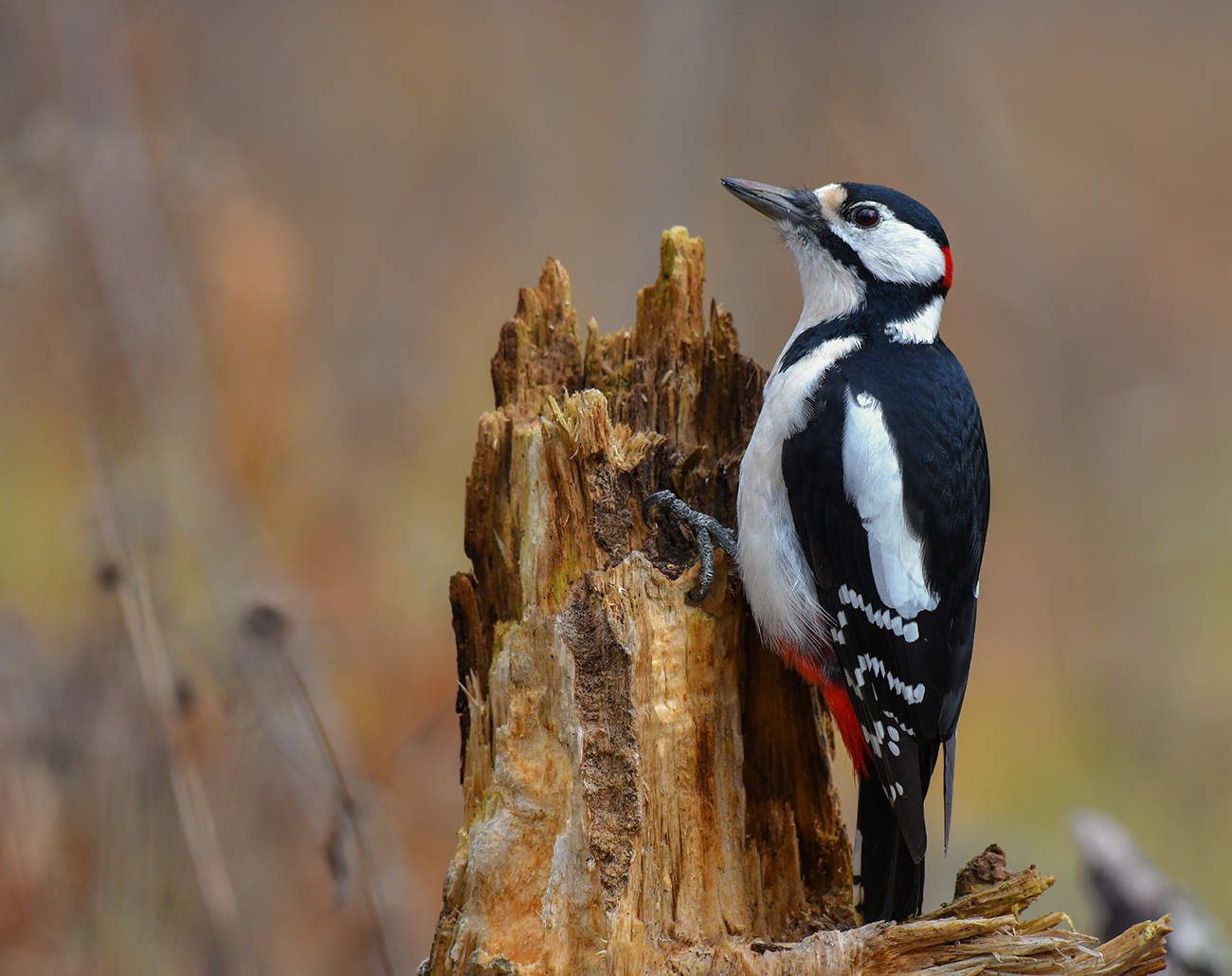 Большой пёстрый дятел