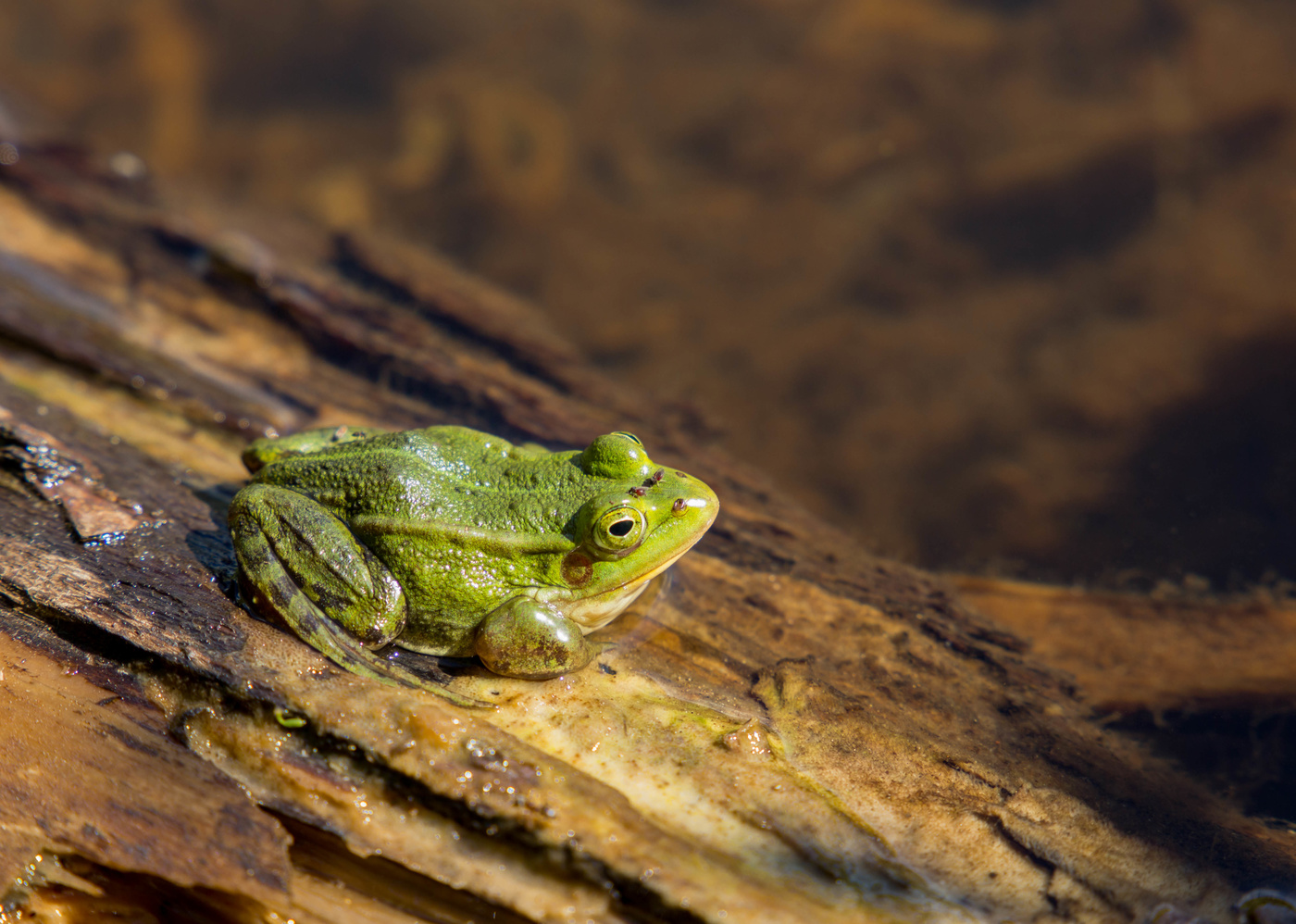 лягушоночка