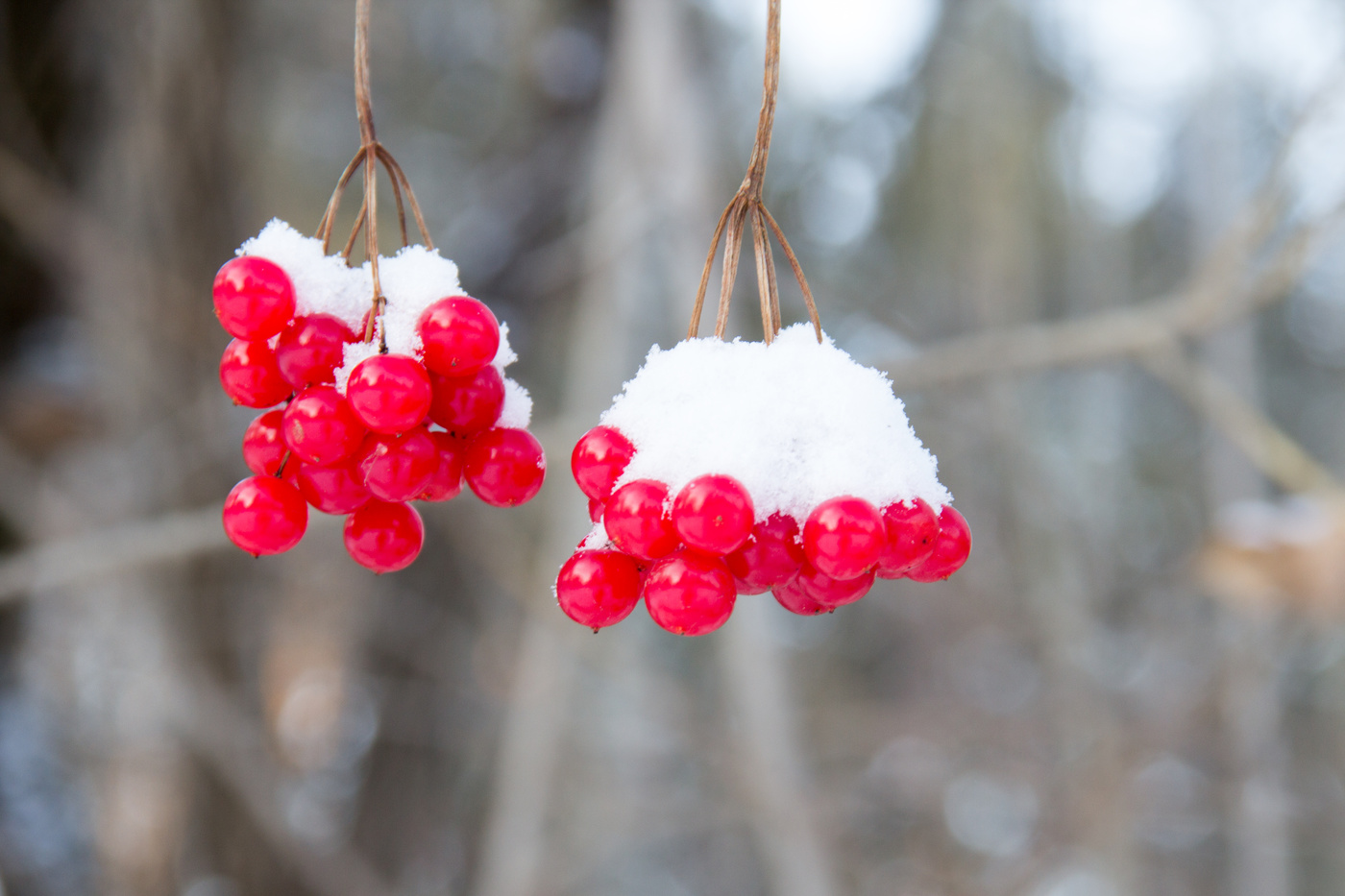 Калина на ветке