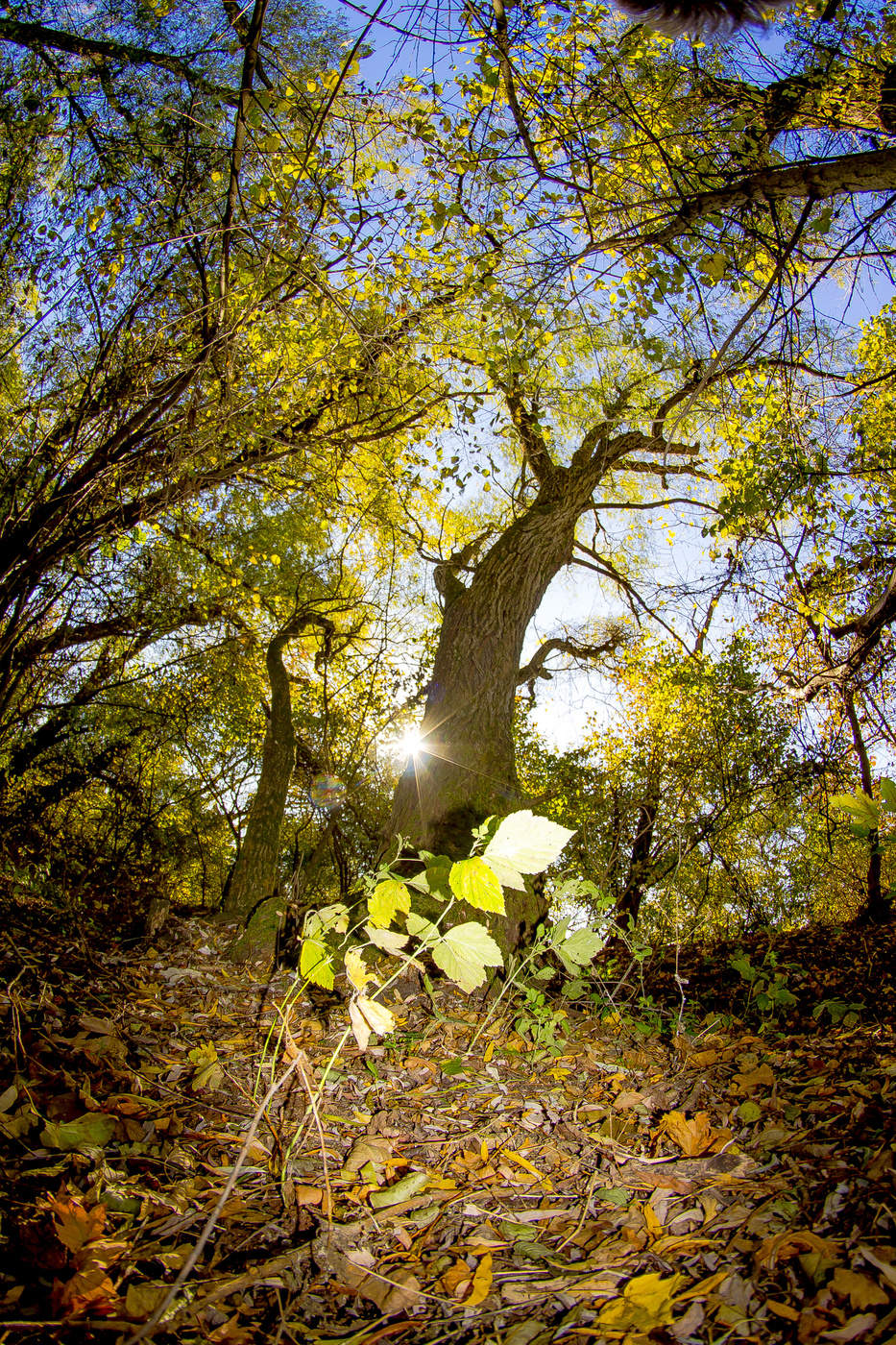 Сказки осеннего леса