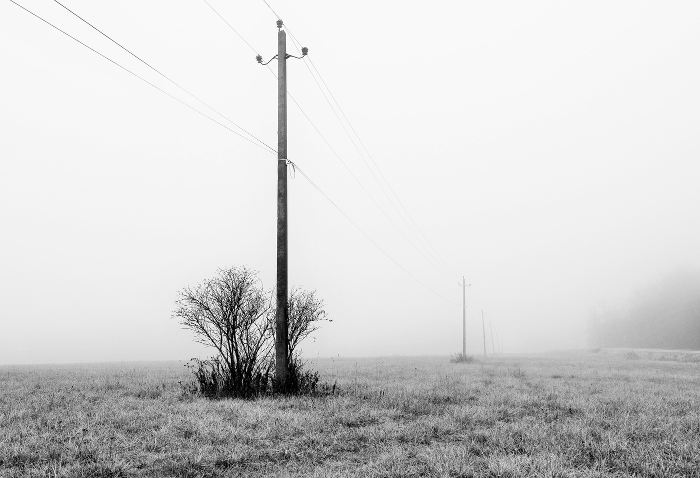 "Белый, вязкий туман ветер в поле принес..."