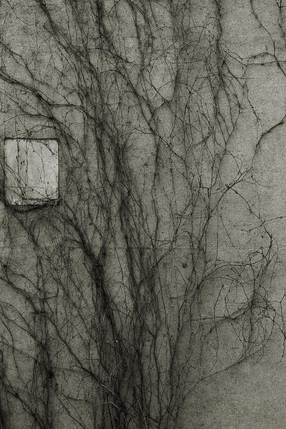 плющ вверх по бетону