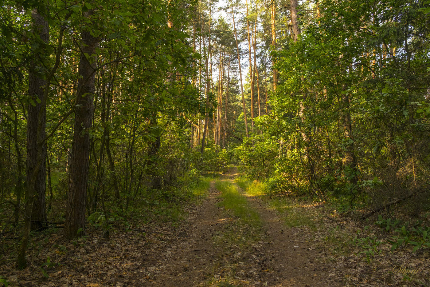 Летний лес.