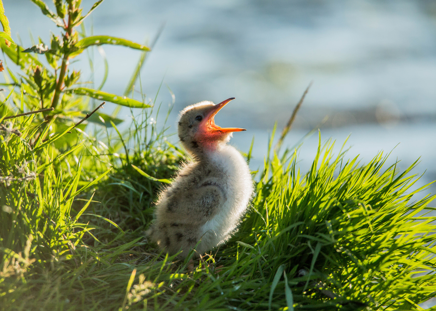 Есть хочу!!!