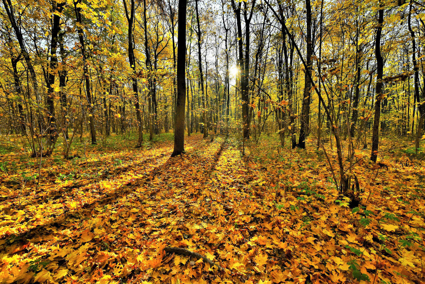 "Утро цвета любви подарил листопад ..."