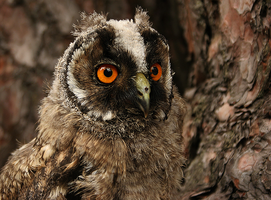 Портрет молодой птички